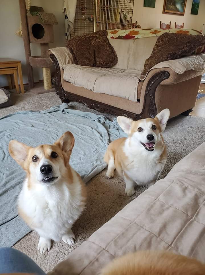 https://thedailycorgi.com/wp-content/uploads/2020/01/FB_IMG_1579398997967.jpg