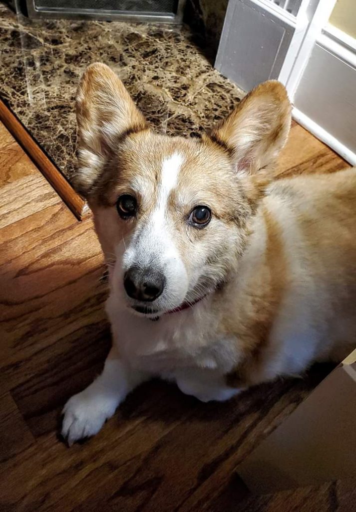 Monday Mugs: 88 Sensational Senior Corgis! - The Daily Corgi