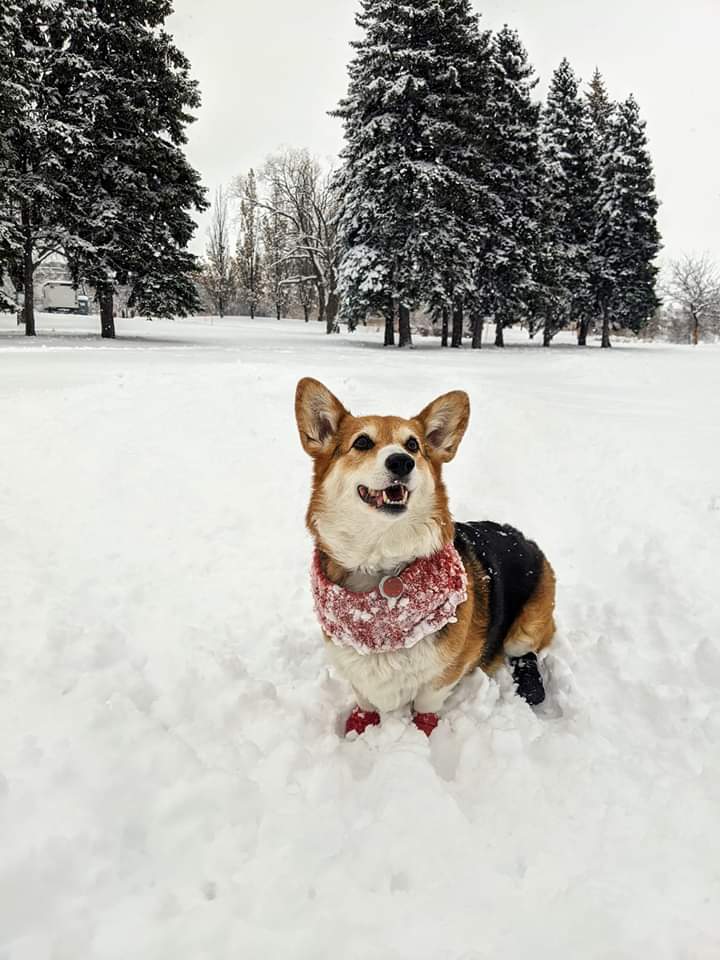 corgi gear